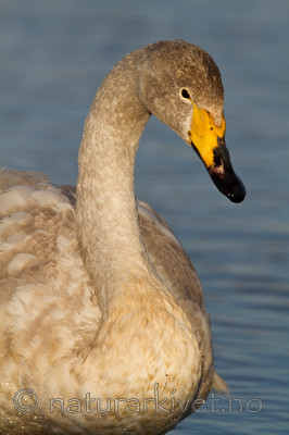 KA_100412_1871 / Cygnus cygnus / Sangsvane