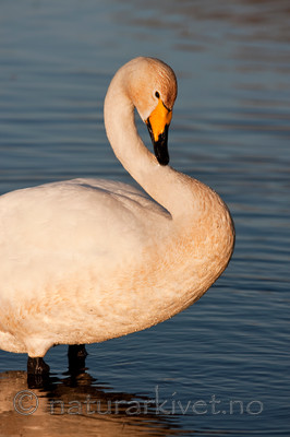 KA_100412_1880 / Cygnus cygnus / Sangsvane