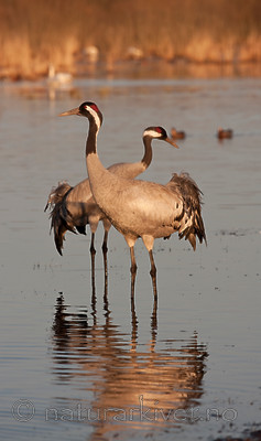 KA_100412_1892 / Grus grus / Trane