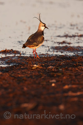 KA_100412_1907 / Vanellus vanellus / Vipe