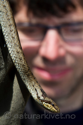 KA_100424_1128 / Coronella austriaca / Slettsnok