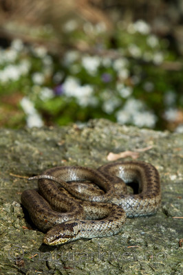 KA_100424_1130 / Coronella austriaca / Slettsnok