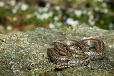 KA_100424_1131 / Coronella austriaca / Slettsnok