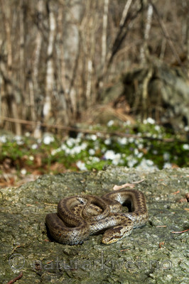 KA_100424_1135 / Coronella austriaca / Slettsnok