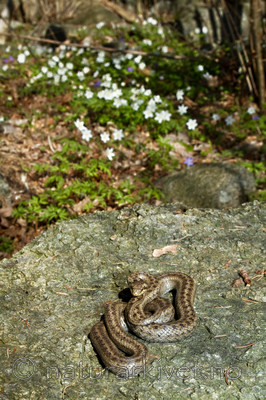 KA_100424_1141 / Coronella austriaca / Slettsnok