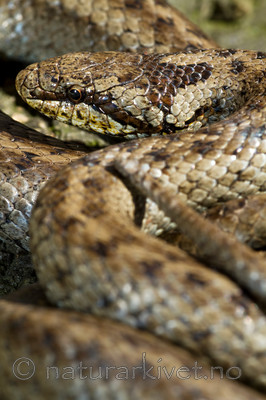 KA_100424_1143 / Coronella austriaca / Slettsnok
