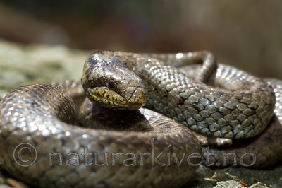 KA_100424_1144 / Coronella austriaca / Slettsnok