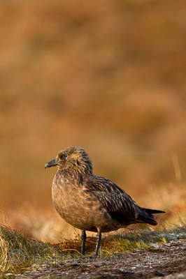 KA_100513_2292 / Stercorarius skua / Storjo