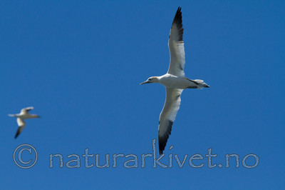 KA_100513_2372 / Morus bassanus / Havsule