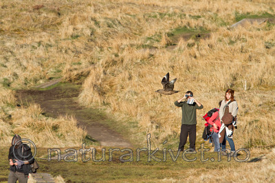 KA_100513_2448 / Stercorarius skua / Storjo