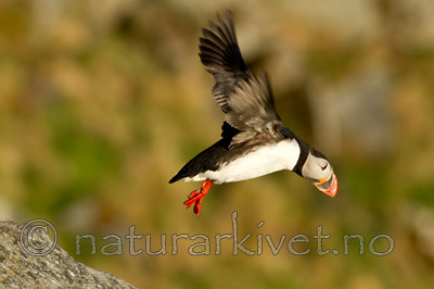 KA_100513_2499 / Fratercula arctica / Lunde