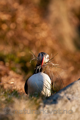 KA_100513_2555 / Fratercula arctica / Lunde