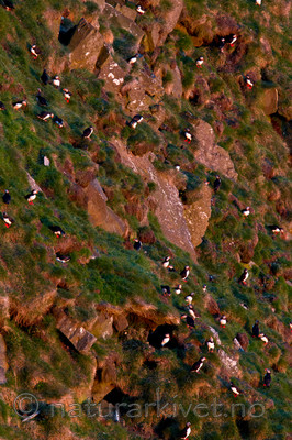 KA_100513_2611 / Fratercula arctica / Lunde