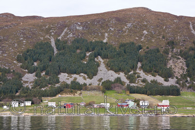 KA_100514_2623 / Picea sitchensis / Sitkagran