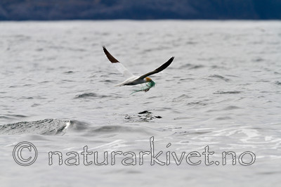 KA_100514_2676 / Morus bassanus / Havsule