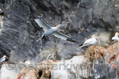 KA_100514_2681 / Morus bassanus / Havsule