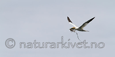 KA_100514_2687 / Morus bassanus / Havsule