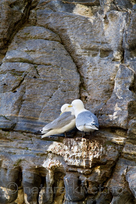 KA_100514_2737 / Rissa tridactyla / Krykkje