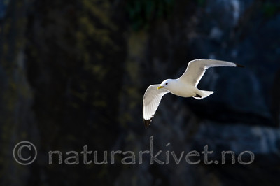 KA_100514_2760 / Rissa tridactyla / Krykkje