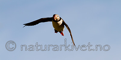 KA_100514_2787 / Fratercula arctica / Lunde