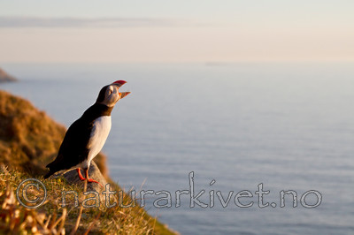 KA_100514_2833 / Fratercula arctica / Lunde