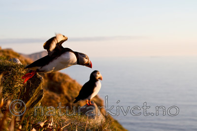 KA_100514_2844 / Fratercula arctica / Lunde