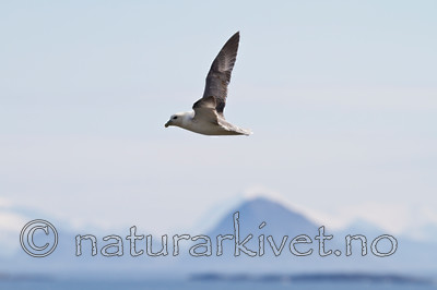 KA_100515_2890 / Fulmarus glacialis / Havhest