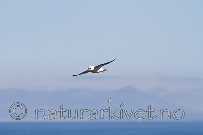 KA_100515_2902 / Fulmarus glacialis / Havhest