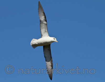 KA_100515_2923 / Fulmarus glacialis / Havhest