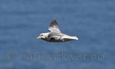KA_100515_2933 / Fulmarus glacialis / Havhest