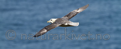 KA_100515_2937 / Fulmarus glacialis / Havhest
