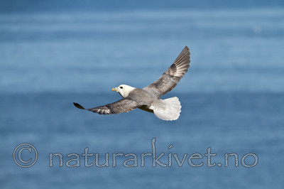 KA_100515_2938 / Fulmarus glacialis / Havhest
