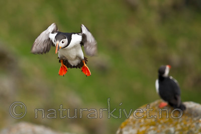 KA_100515_3038 / Fratercula arctica / Lunde