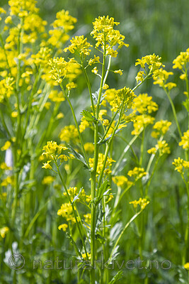 KA_100521_3387 / Barbarea vulgaris / Vinterkarse