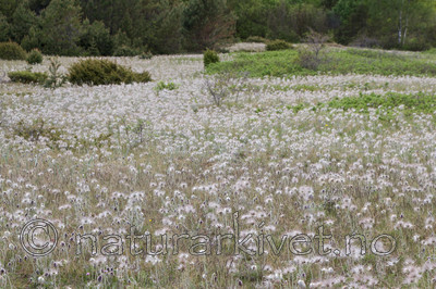 KA_100523_3395 / Pulsatilla pratensis / Kubjelle