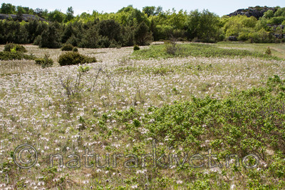 KA_100523_3397 / Pulsatilla pratensis / Kubjelle <br /> Rosa rugosa / Rynkerose