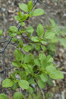 KA_100601_3611 / Rhamnus cathartica / Geitved