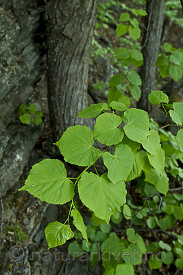 KA_100601_3617 / Tilia cordata / Lind