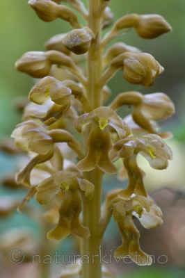 KA_100604_3663 / Neottia nidus-avis / Fuglereir