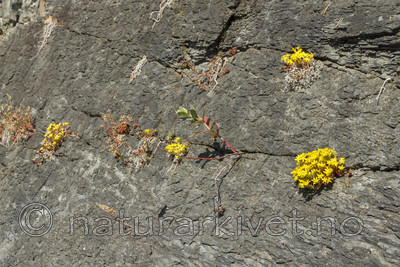 KA_100616_3860 / Sedum acre / Bitterbergknapp