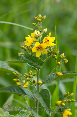 KA_100618_3927 / Lysimachia vulgaris / Fredløs
