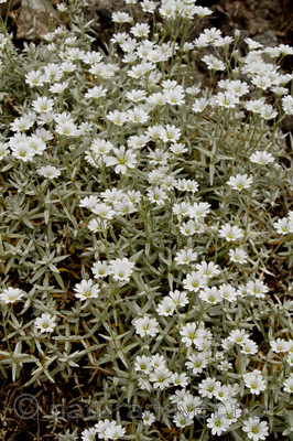 KA_100629_4693 / Cerastium tomentosum / Filtarve