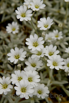 KA_100629_4694 / Cerastium tomentosum / Filtarve