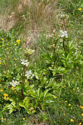 KA_100630_4932 / Ligusticum scothicum / Strandkjeks
