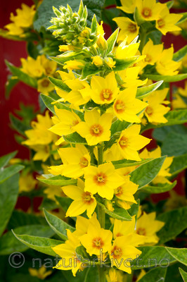 KA_100630_4949 / Lysimachia punctata / Fagerfredløs