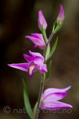 KA_100630_5111 / Cephalanthera rubra / Rød skogfrue