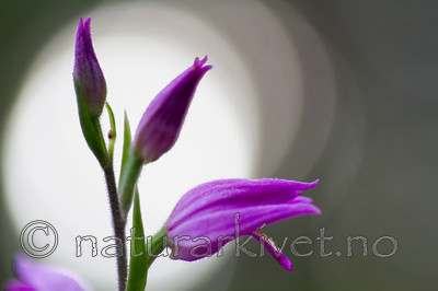 KA_100630_5114 / Cephalanthera rubra / Rød skogfrue