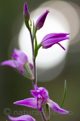 KA_100630_5116 / Cephalanthera rubra / Rød skogfrue
