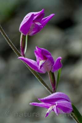 KA_100630_5133 / Cephalanthera rubra / Rød skogfrue
