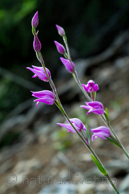 KA_100630_5135 / Cephalanthera rubra / Rød skogfrue
